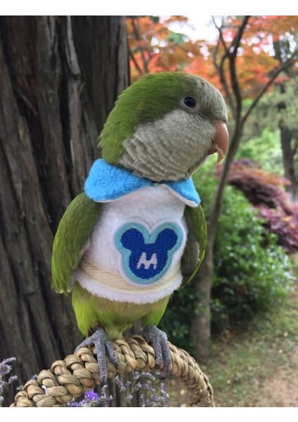 Gümüş Tarzı Kuş Kıyafetleri Kışlık Kalın Isıtmalı Uçan Tulum Evcil Hayvan Malzemeleri (Yurt Dışından)