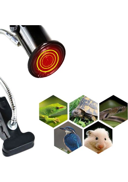 1 Adet 150W Lamba Tipi L Beden Seramik Lamba Tutucu Isıtma Lambası + E27 Tabanlı Kertenkele Kuluçka Kafesi Isıtıcı Sıcaklık Kontrol Aracı (Yurt Dışından)