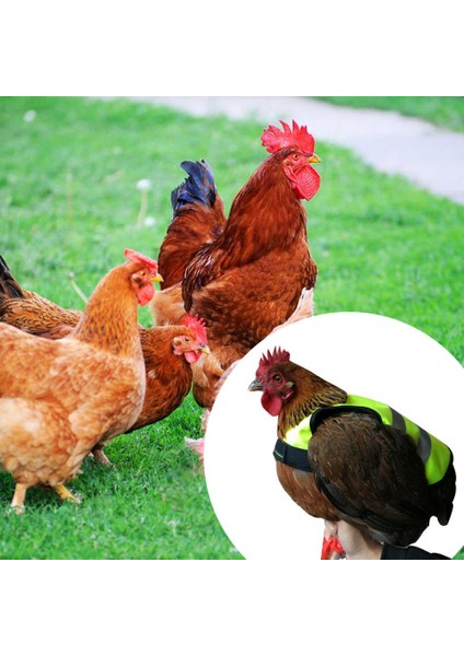 Ayarlanabilir Stil Evcil Hayvan Yansıtıcı Yelek Tavuk Kıyafeti Kümes Hayvanı Sırt Çantası Tüy Koruma Tutucusu Tavuk ve Ördek Küçük Evcil Hayvan Malzemeleri (Yurt Dışından) modelleri