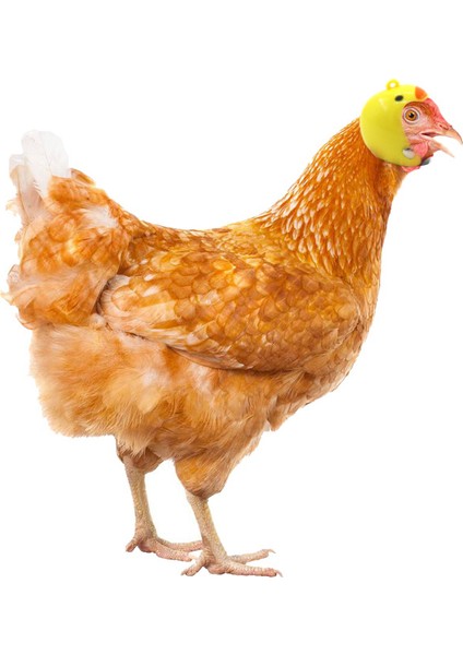 No.11 Stili Tavuk Kaskı Küçük Evcil Tavuk Sert Şapka Kuş Ördek Bıldırcın Şapka Kafalık Güvenlik Kaskı Için - (Yurt Dışından)