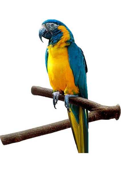 Rastgele Stil Sıcak Satış Evcil Muhabbet Kuşu Budgie Asılı Oyuncağı Yeniden Kullanılabilir Tutucu Tünek Platformu Kuş Kafesi Ahşap Dal Standı Tünek Papağan Ahşap (Yurt Dışından) indirimleri