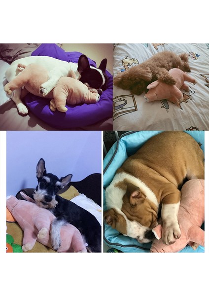L 45CM Tarzı M Beden Köpek Isırma Oyuncak Domuz Şekilli Evcil Oyuncak Yatağa Uyumlu Sıcak Yumuşak Peluş Pamuklu Yatma Arkadaşı Köpek Yavrusu Bulldog Teddy Için (Yurt Dışından) indirimleri