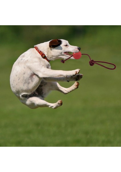 Kırmızı Stil 50X50X50MM Köpek Oyuncakları Etkileşimli Dişler Kauçuk Isırma Komik Yavru Eğitim Topu Çiğni Oyuncaklar Oyna Git Katı Taşıyıcı Ipten Saplı Köpek Evcil Hayvan (Yurt Dışından)