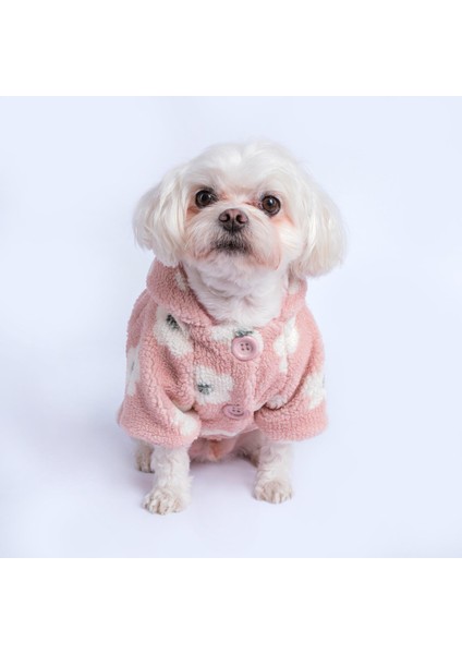 Sofia Küçük Irk Köpek Pofuduk Kaban