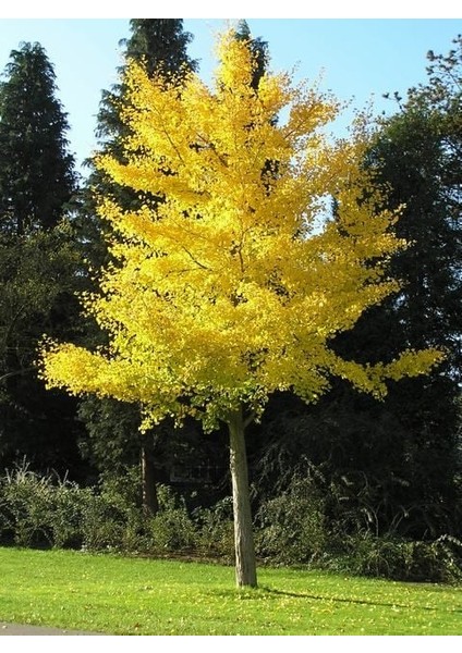 Mabet Ağacı [Ginkgo Biloba] Fidanı 80-100 cm boy - 3 Yaş