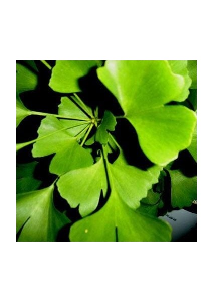 Mabet Ağacı [Ginkgo Biloba] Fidanı 80-100 cm boy - 3 Yaş fiyatları