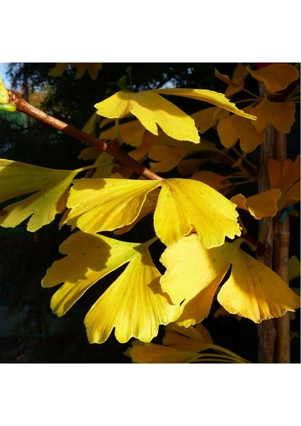 Mabet Ağacı [Ginkgo Biloba] Fidanı 80-100 cm boy - 3 Yaş modelleri