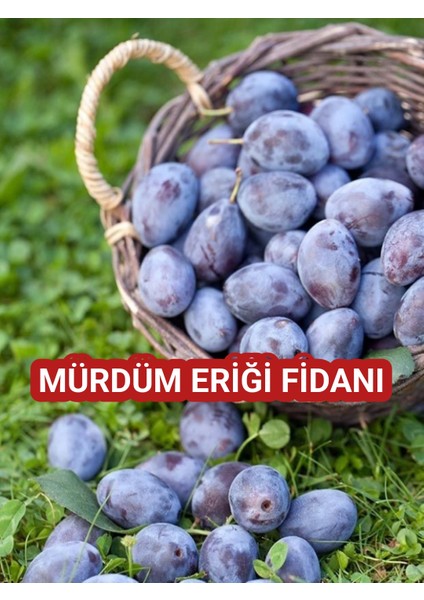 Mürdüm Eriği Fidanı - Verimli ve Sağlıklı Meyve Üretimi Için