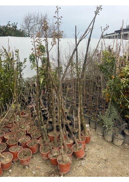 Saksıda Mor Çiçekli Yoğun Kokulu Pavlonia Fidanı Boy 120-150 cm modelleri