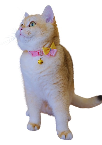 Kedi Köpek Tasması Ayarlanabilir Fiyonk Detaylı Lüx Pet Aksesuar