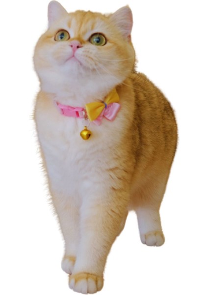 Kedi Köpek Tasması Ayarlanabilir Fiyonk Detaylı Lüx Pet Aksesuar modelleri