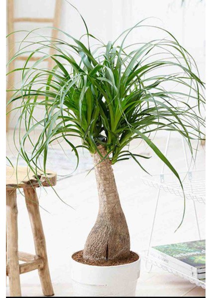 Nolina Fil Ayağı Bitkisi Büyük Boy 70/80CM