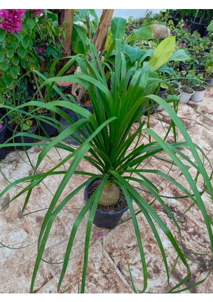 Nolina Fil Ayağı Bitkisi Büyük Boy 70/80CM fiyatları