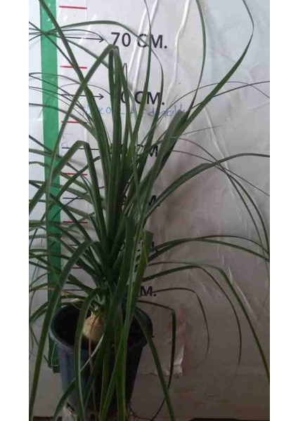 Nolina Fil Ayağı Bitkisi Büyük Boy 70/80CM modelleri