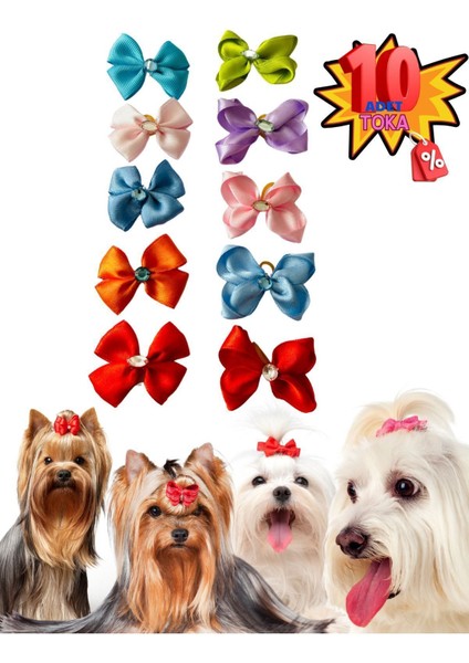 Köpek Tokası 10 Lu Lüx Set Taşlı Fiyonk Şık Tasarım