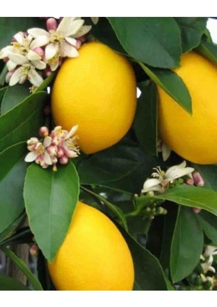 Tüplü Aşılı Yediveren Limon Fidanı 2/3 Yaş