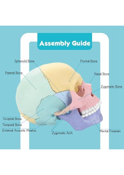 Anatomi Kafatası Modeli, Insan Anatomisi Kafatası Yapboz, Ayrılabilir Mini Insan Kafatası Modeli, Klinik Öğretim (Yurt Dışından)