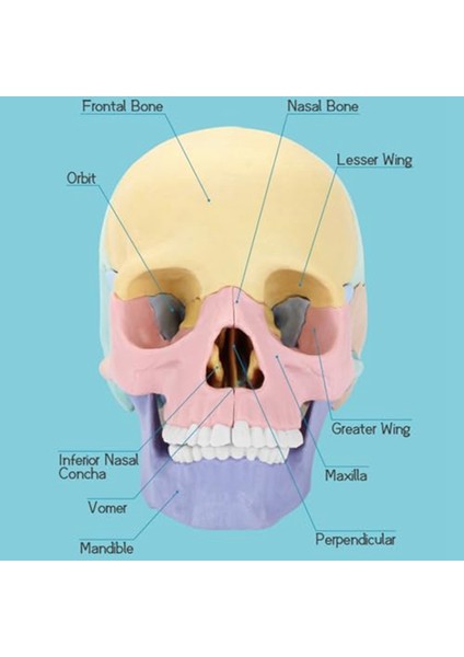 Anatomi Kafatası Modeli, Insan Anatomisi Kafatası Yapboz, Ayrılabilir Mini Insan Kafatası Modeli, Klinik Öğretim (Yurt Dışından)