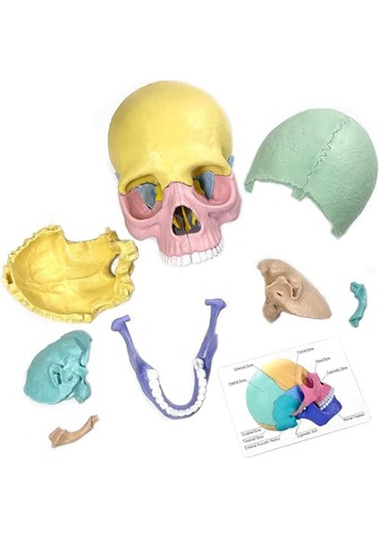 Anatomi Kafatası Modeli, Insan Anatomisi Kafatası Yapboz, Ayrılabilir Mini Insan Kafatası Modeli, Klinik Öğretim (Yurt Dışından)