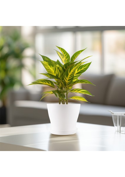 Plastik Bitki Saksı Ekici Tabaklı Tepsi Yuvarlak Parlak Ev Bahçe Dekoru, Beyaz Üst -, 10CM / 3.94" (Yurt Dışından) indirimleri