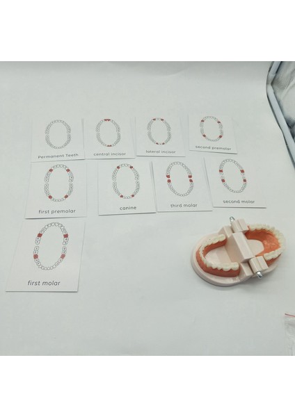 Çocuklar Duyusal Oyuncaklar Anaokulu Erken Eğitim Diş Modeli Ingilizce Kart Diş Biliş Modeli Diş Fırçalama Egzersiz (Yurt Dışından)