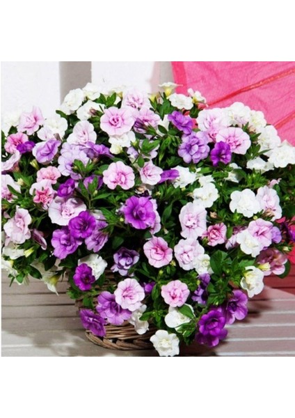 Calita Katmerli Double Mixed Calibrochoa Çiçeği Fidesi (5 Adet)