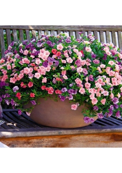 Calita Katmerli Double Mixed Calibrochoa Çiçeği Fidesi (5 Adet)