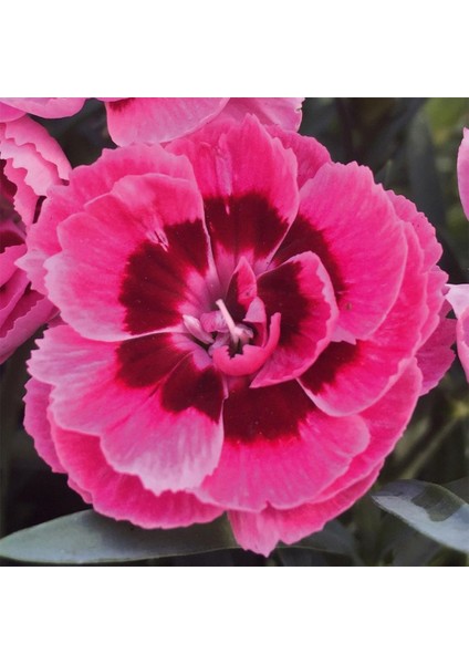 Kokulu Sweet Pleasure Pink Eye Karanfil Çiçeği Fidesi (2 Adet)