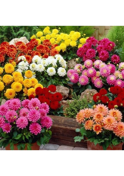 Katmerli İri Çiçekli Mixed Yıldız Dahlia Çiçeği Fidesi (5 Adet)
