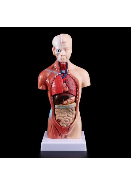 2022 Yeni Insan Torso Vücut Modeli Anatomik Iç Organlar Öğretim Için (Yurt Dışından)