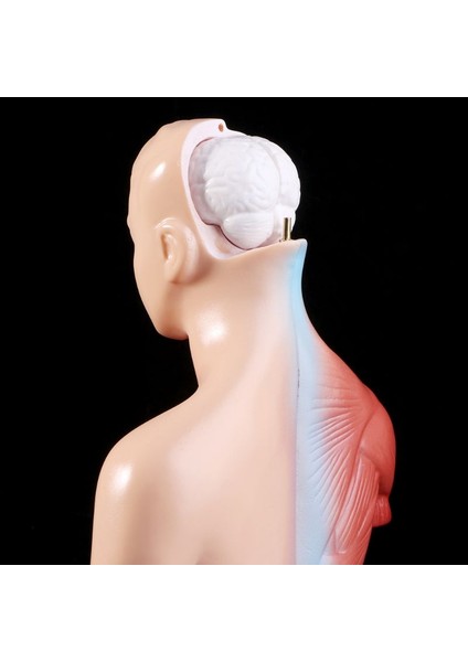 2022 Yeni Insan Torso Vücut Modeli Anatomik Iç Organlar Öğretim Için (Yurt Dışından)