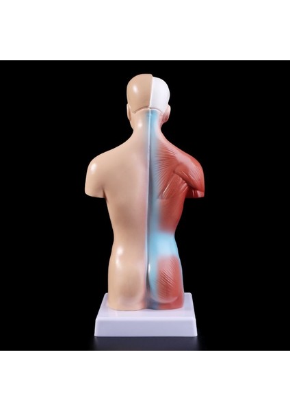 2022 Yeni Insan Torso Vücut Modeli Anatomik Iç Organlar Öğretim Için (Yurt Dışından)