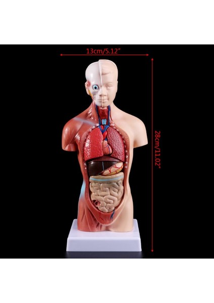 2022 Yeni Insan Torso Vücut Modeli Anatomik Iç Organlar Öğretim Için (Yurt Dışından)