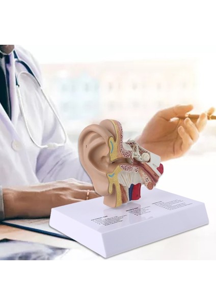 1.5 Kat Büyüklüğünde Insan Kulak Modeli Bilimsel Anatomik Öğretim Malzemeleri Anatomi Çalışması Gösteri Profesyonel (Yurt Dışından)