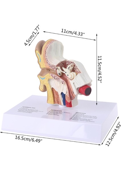 1.5 Kat Büyüklüğünde Insan Kulak Modeli Bilimsel Anatomik Öğretim Malzemeleri Anatomi Çalışması Gösteri Profesyonel (Yurt Dışından)