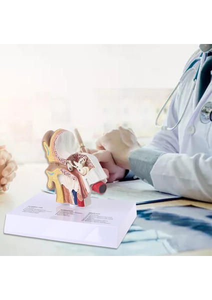 1.5 Kat Büyüklüğünde Insan Kulak Modeli Bilimsel Anatomik Öğretim Malzemeleri Anatomi Çalışması Gösteri Profesyonel (Yurt Dışından)