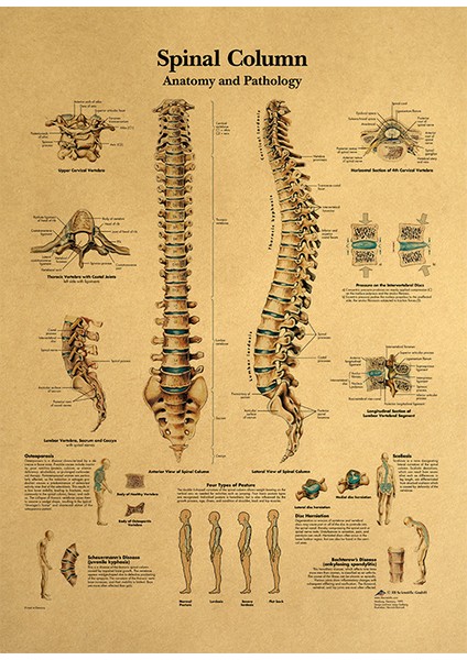 Omurga Poster - Omurga Anatomik Şemaları - E-Ticaret Başlığı (Yurt Dışından)