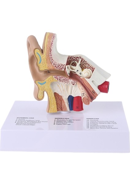 1.5 Katı Büyütme Insan Kulak Modeli Bilimsel Anatomik Eğitim Malzemeleri Anatomi Çalışması Sergileme Profesyonel (Yurt Dışından)