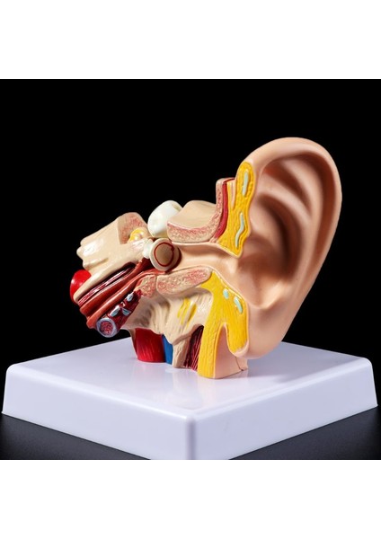 1.5 Katı Büyütme Insan Kulak Anatomisi Modeli Organ Tıbbi Eğitim Malzemeleri Profesyonel (Yurt Dışından)
