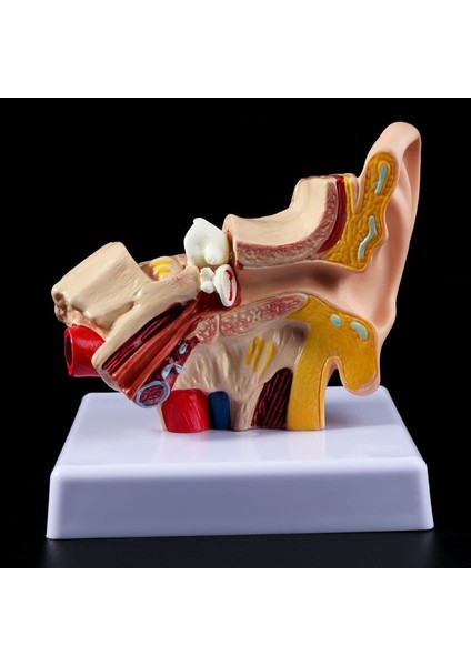 1.5 Katı Büyütme Insan Kulak Anatomisi Modeli Organ Tıbbi Eğitim Malzemeleri Profesyonel (Yurt Dışından)