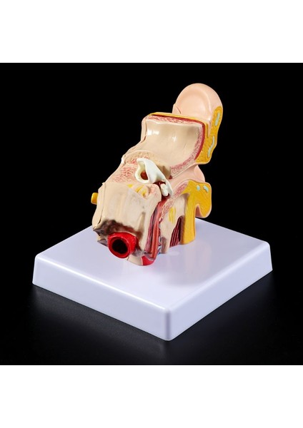 1.5 Katı Büyütme Insan Kulak Anatomisi Modeli Organ Tıbbi Eğitim Malzemeleri Profesyonel (Yurt Dışından)