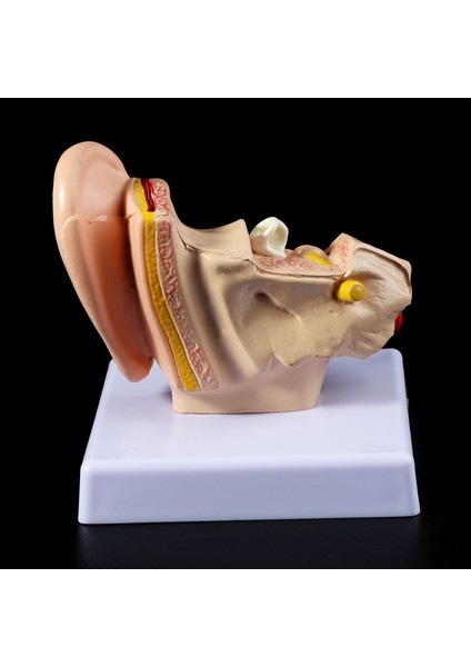 1.5 Katı Büyütme Insan Kulak Anatomisi Modeli Organ Tıbbi Eğitim Malzemeleri Profesyonel (Yurt Dışından)