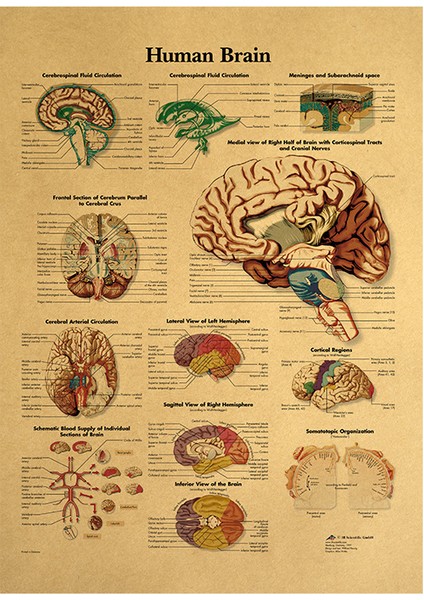 Insan Beynin Anatomik Şeması - Beyin Anatomi Posteri (Yurt Dışından)