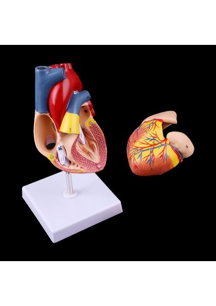 Tıbbi Bilim Aksesuarlarıyla Demonte Edilmiş Anatomik Insan Kalp Modeli Anatomi Tıp Eğitim Aracı (Yurt Dışından)