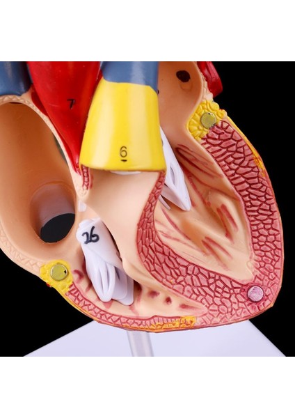 Tıbbi Bilim Aksesuarlarıyla Demonte Edilmiş Anatomik Insan Kalp Modeli Anatomi Tıp Eğitim Aracı (Yurt Dışından)