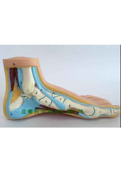 Bir Normal Ayak Stili Ayak Modeli Insan Ayak Tabanı Kas Modeli Yüksek Ayak Modeli Ayak Anatomisi (Yurt Dışından)