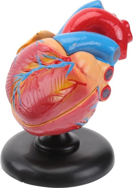 1 Adet Insan Kalp Modeli Kalp Anatomik Model Hastane Eğitim Aracı (Yurt Dışından)