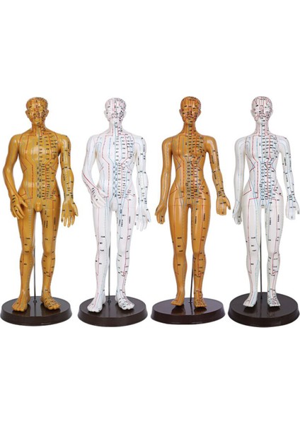 Erkek 1 Tarzı Kadın Erkek Akupunktur Modeli 52Cm Beyaz Noktalar Ve Taban Pvc Insan Vücudu Akupunktur Modeli Akupunktur Nokta Modeli Kendin Yap - Dıy (Yurt Dışından)