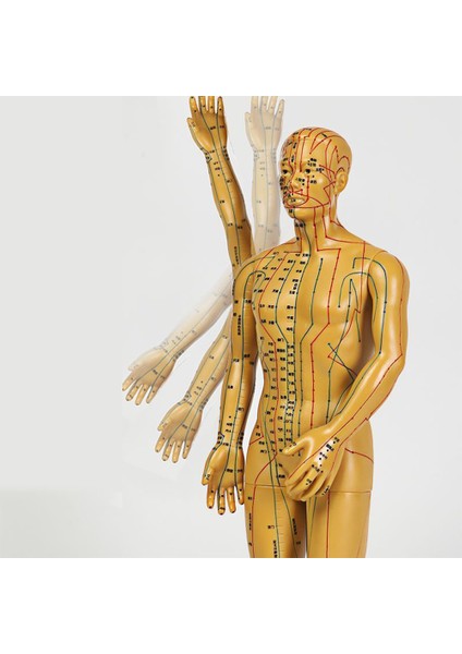 Erkek 1 Tarzı Kadın Erkek Akupunktur Modeli 52Cm Beyaz Noktalar Ve Taban Pvc Insan Vücudu Akupunktur Modeli Akupunktur Nokta Modeli Kendin Yap - Dıy (Yurt Dışından)
