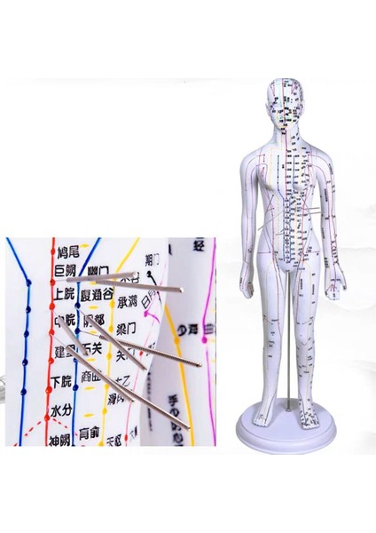 Erkek 1 Tarzı Kadın Erkek Akupunktur Modeli 52Cm Beyaz Noktalar Ve Taban Pvc Insan Vücudu Akupunktur Modeli Akupunktur Nokta Modeli Kendin Yap - Dıy (Yurt Dışından)